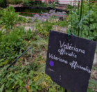 plantes_medicinales.png