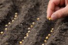 closeuppicturehandholdingplantingseedplant.jpg